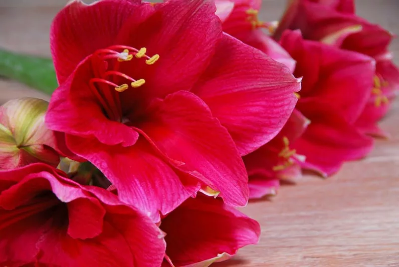 Amaryllis 'Red Lion, Amarylis Bulbs, Hippeastrum 'Red Lion, Hippeastrum Bulbs, Red Flowers, Red Amaryllis