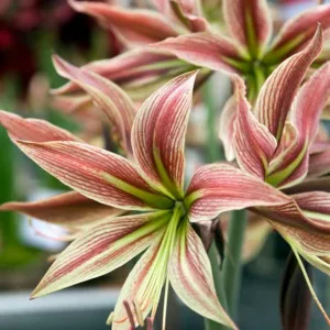 Amaryllis Rio Negro, 'Rio Negro' Amaryllis, Amarylis Bulbs, Hippeastrum Rio Negro, Hippeastrum Bulbs
