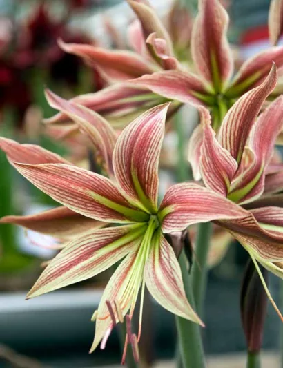 Amaryllis Rio Negro, 'Rio Negro' Amaryllis, Amarylis Bulbs, Hippeastrum Rio Negro, Hippeastrum Bulbs