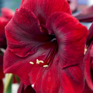 Amaryllis Royal Velvet, 'Royal Velvet' Amaryllis, Amarylis Bulbs, Hippeastrum Royal Velvet, Hippeastrum Bulbs, Red Flowers