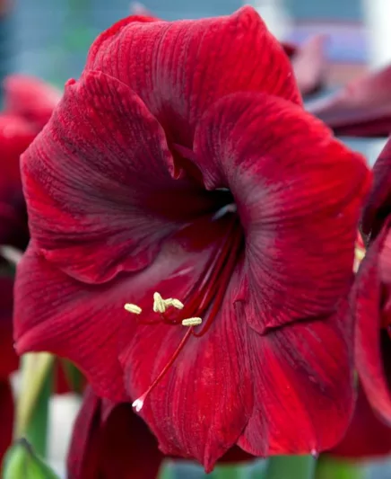Amaryllis Royal Velvet, 'Royal Velvet' Amaryllis, Amarylis Bulbs, Hippeastrum Royal Velvet, Hippeastrum Bulbs, Red Flowers