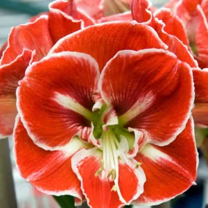 Amaryllis Samba, 'Samba' Amaryllis, Amarylis Bulbs, Hippeastrum Samba, Hippeastrum Bulbs, Red Flowers