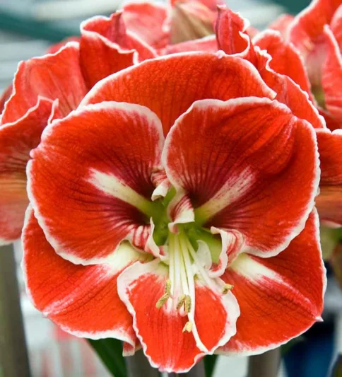 Amaryllis Samba, 'Samba' Amaryllis, Amarylis Bulbs, Hippeastrum Samba, Hippeastrum Bulbs, Red Flowers