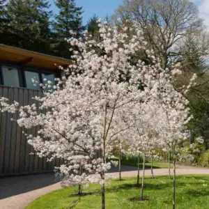 Amelanchier 'La Paloma', Serviceberry 'La Paloma', Shrub, Fall color, Shrub with berries