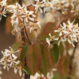 Amelanchier arborea, Downy Serviceberry, Juneberry, Shadbush, Service-Tree, Sarvis-Tree, Amelanchier Tree, Shrub, Fall color, Shrub with berries