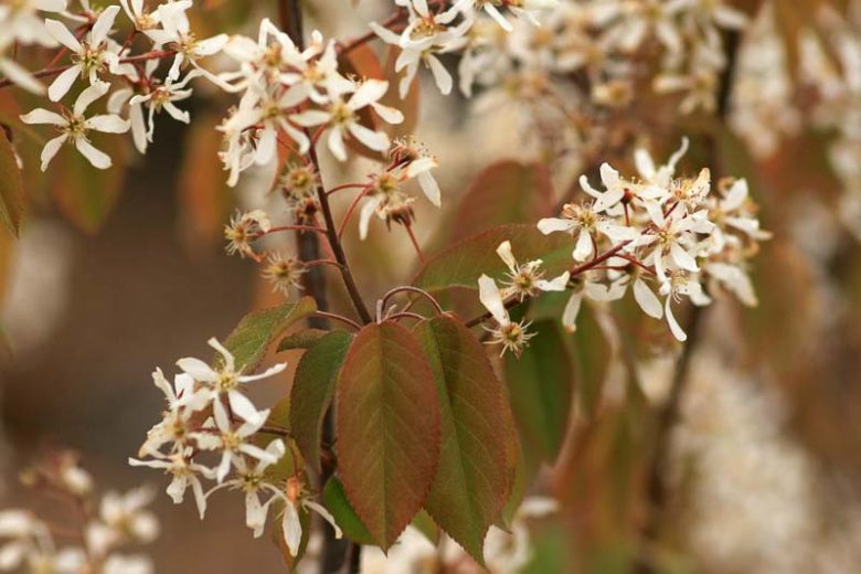 Amelanchier arborea, Downy Serviceberry, Juneberry, Shadbush, Service-Tree, Sarvis-Tree, Amelanchier Tree, Shrub, Fall color, Shrub with berries