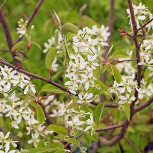 Amelanchier canadensis, Serviceberry, Juneberry, Grape Pear, Shadblow, Shadbush, Shrub, Fall color, Shrub with berries