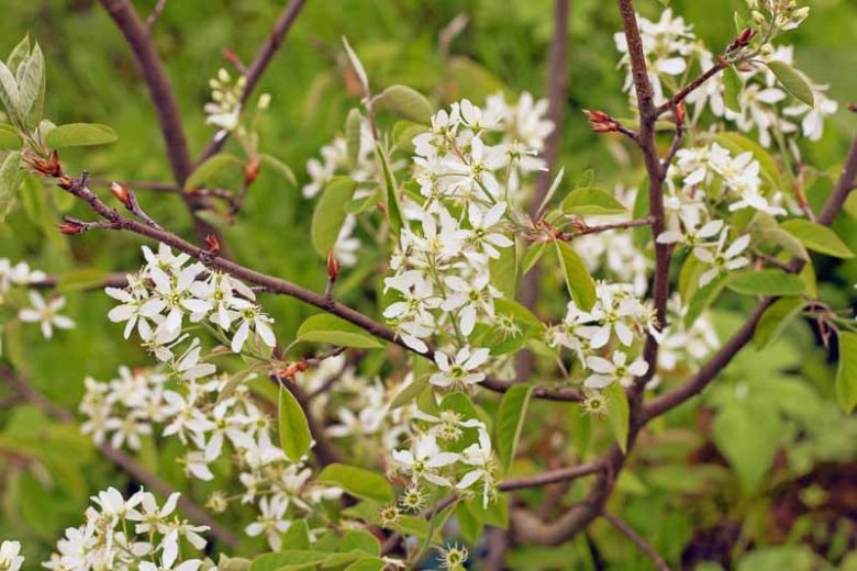 Amelanchier canadensis, Serviceberry, Juneberry, Grape Pear, Shadblow, Shadbush, Shrub, Fall color, Shrub with berries
