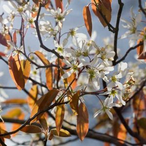 Amelanchier laevis, Allegheny Serviceberry, Smooth Serviceberry, Juneberry, Shrub, Fall color, Shrub with berries