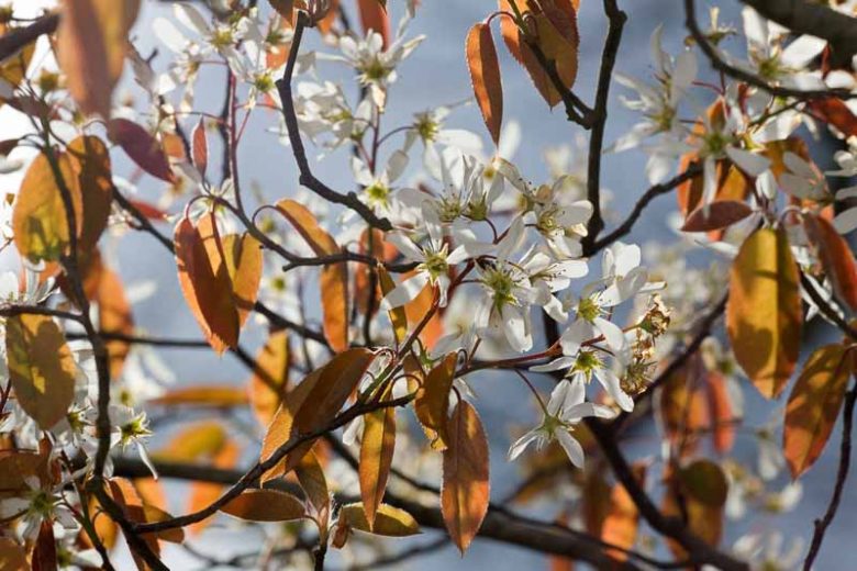 Amelanchier laevis, Allegheny Serviceberry, Smooth Serviceberry, Juneberry, Shrub, Fall color, Shrub with berries