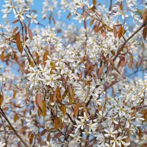 Amelanchier lamarckii, Juneberry, Snowy Mespilus, Amelanchier botryapium, Amelanchier canadensis, Amelanchier laevis, Shrub, Fall color, Shrub with berries