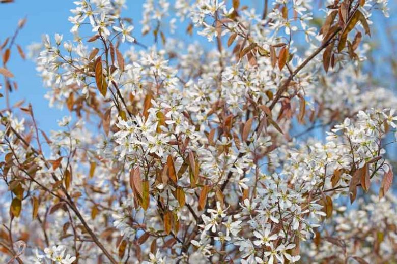 Amelanchier lamarckii, Juneberry, Snowy Mespilus, Amelanchier botryapium, Amelanchier canadensis, Amelanchier laevis, Shrub, Fall color, Shrub with berries