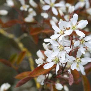 Amelanchier ovalis, Snowy Mespilus, Garden Serviceberry, Common Amelanchier, Medlar Bush, Oval-Leaved Amelanchier, Shrub, Fall color, Shrub with berries