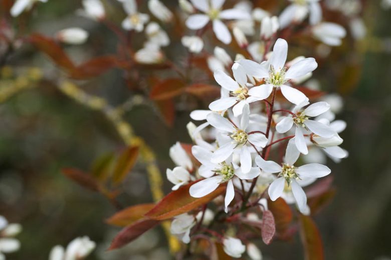 Amelanchier ovalis, Snowy Mespilus, Garden Serviceberry, Common Amelanchier, Medlar Bush, Oval-Leaved Amelanchier, Shrub, Fall color, Shrub with berries