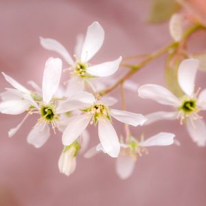 Amelanchier stolonifera, Running Serviceberry, Amelanchier spicata, Flowering Shrub, Fall color, Shrub with berries