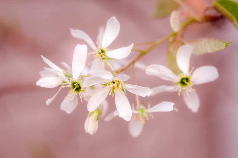 Amelanchier stolonifera, Running Serviceberry, Amelanchier spicata, Flowering Shrub, Fall color, Shrub with berries