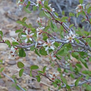 Amelanchier utahensis, Utah Serviceberry, Pale-leaved Serviceberry, Utah Service-berry, Western Serviceberry, Shrub, Fall color, Shrub with berries