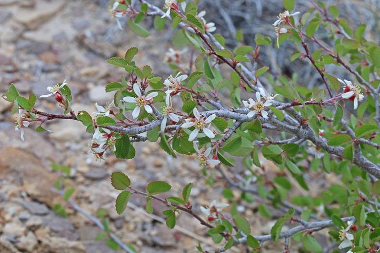 Amelanchier utahensis, Utah Serviceberry, Pale-leaved Serviceberry, Utah Service-berry, Western Serviceberry, Shrub, Fall color, Shrub with berries