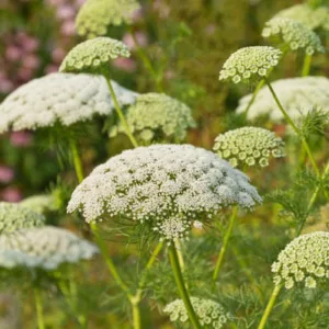 Ammi Visnaga, Toothpick Bishop's Weed, Toothpick Chervil, Toothpick Plant, Visnaga, Khella, Ammi Dilatatum, Apium Visnaga, Carum Visnaga, Daucus Visnaga., False Queen Anne's Lace, Toothpick Weed