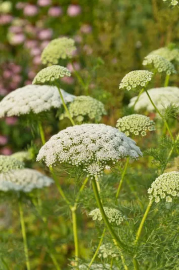 Ammi Visnaga, Toothpick Bishop's Weed, Toothpick Chervil, Toothpick Plant, Visnaga, Khella, Ammi Dilatatum, Apium Visnaga, Carum Visnaga, Daucus Visnaga., False Queen Anne's Lace, Toothpick Weed