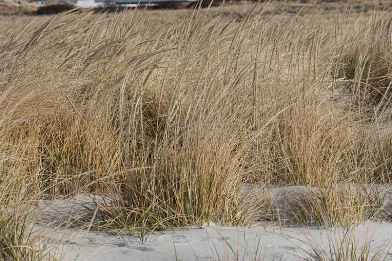 Ammophila breviligulata, American Beach Grass, American Beachgrass, American Marram