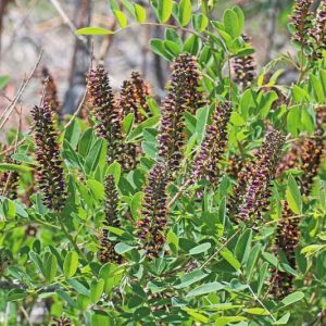 Amorpha fruticosa, Indigo Bush, False Indigo Bush, False Indigo, Desert False Indigo, Purple flowers, Drought tolerant shrub