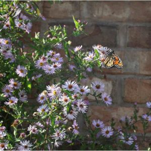 Ampelaster carolinianus, Climbing Aster, Climbing-aster, Aster carolinianus, Lasallea caroliniana, Virgulus carolinianus, purple aster, Lilac aster, Pink Aster,