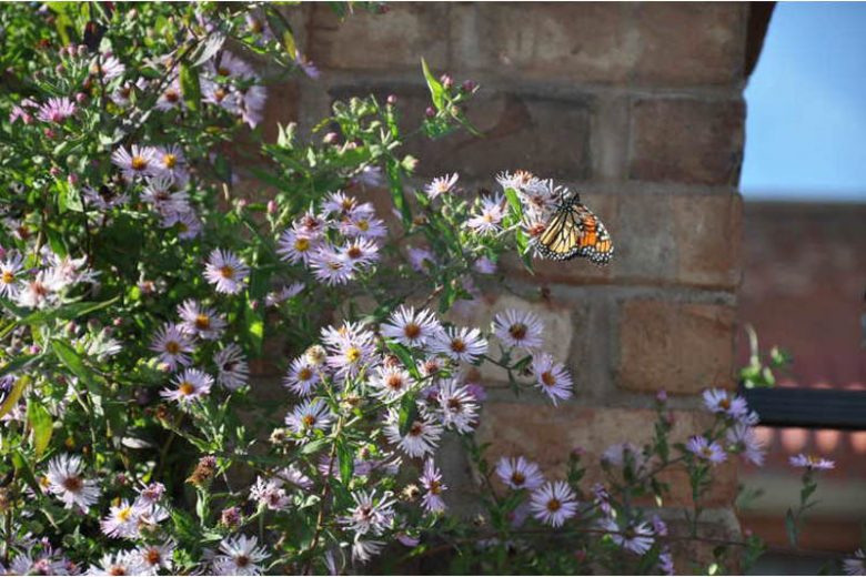 Ampelaster carolinianus, Climbing Aster, Climbing-aster, Aster carolinianus, Lasallea caroliniana, Virgulus carolinianus, purple aster, Lilac aster, Pink Aster,