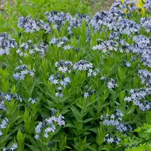 Amsonia Blue Ice, Blue Star 'Blue Ice', Willow Amsonia 'Blue Ice', Blue Dogbane 'Blue Ice', Willow Blue Star 'Blue Ice', Eastern Bluestar 'Blue Ice', Blue flowers