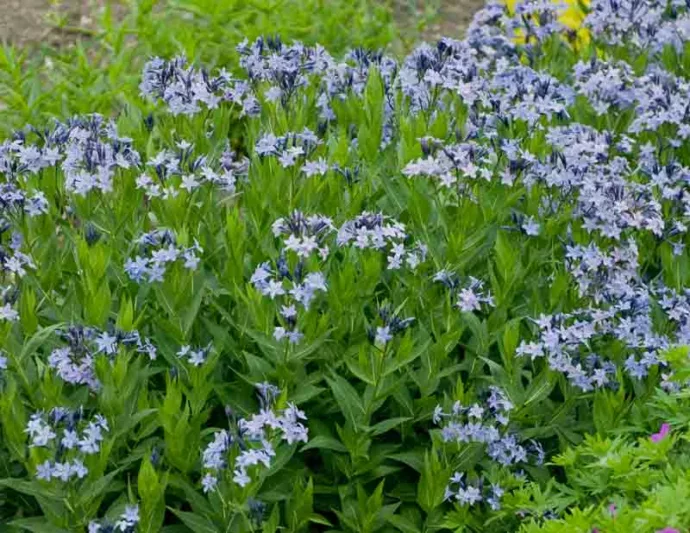 Amsonia Blue Ice, Blue Star 'Blue Ice', Willow Amsonia 'Blue Ice', Blue Dogbane 'Blue Ice', Willow Blue Star 'Blue Ice', Eastern Bluestar 'Blue Ice', Blue flowers