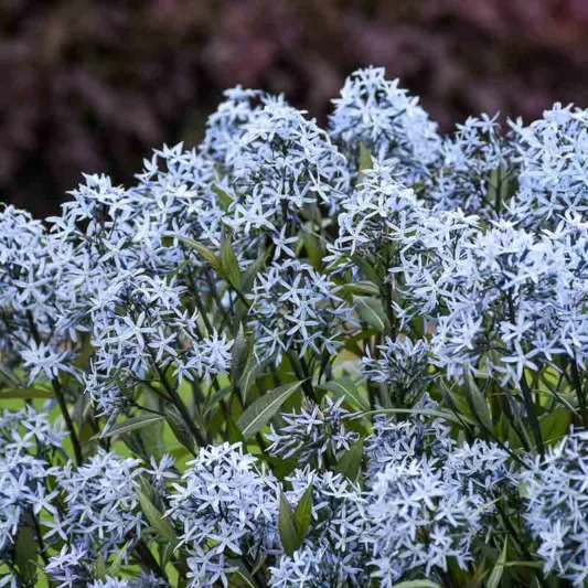 Amsonia tabernaemontana 'Storm Cloud', Blue Star 'Storm Cloud', Willow Amsonia 'Storm Cloud', Blue Dogbane 'Storm Cloud', Willow Blue Star 'Storm Cloud', Eastern Bluestar 'Storm Cloud', Blue flowers