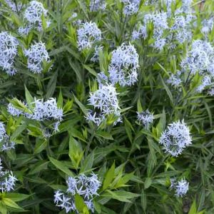Amsonia Tabernaemontana, Blue Star, Willow Amsonia, Blue Dogbane, Willow Blue Star, Blue flowers