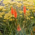 Garden Ideas, Border ideas, Perennial Planting, Perennial combination, Summer Borders, Kniphofia Tawny King, Red Hot Pokers, Kniphofia Timothy, Eryngium Picos Blue, achillea Moonshine, Yarrow