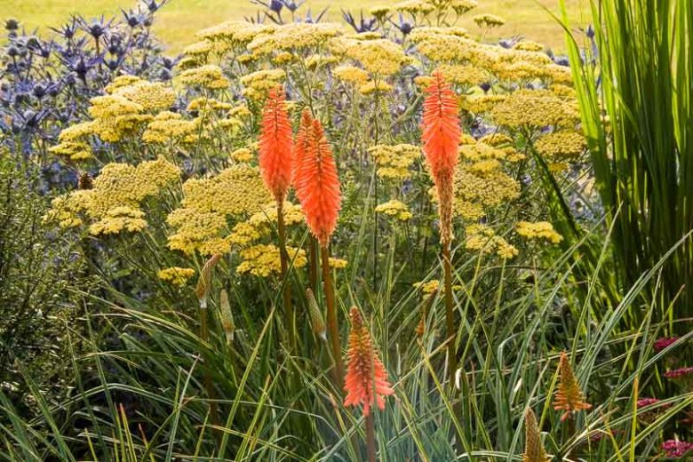 Garden Ideas, Border ideas, Perennial Planting, Perennial combination, Summer Borders, Kniphofia Tawny King, Red Hot Pokers, Kniphofia Timothy, Eryngium Picos Blue, achillea Moonshine, Yarrow