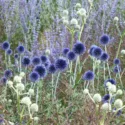 Summer borders, Garden Ideas, Border ideas, Perennial Planting, Perennial combination, Perennial Meadow, Globe thistle, Echinops Ritro Veitch's Blue,Eryngium giganteum, Russian Sage, Perovskia little spire, Sea-holly