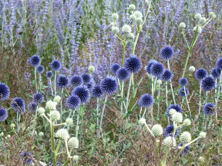 Summer borders, Garden Ideas, Border ideas, Perennial Planting, Perennial combination, Perennial Meadow, Globe thistle, Echinops Ritro Veitch's Blue,Eryngium giganteum, Russian Sage, Perovskia little spire, Sea-holly