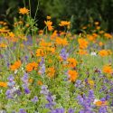 Garden Ideas, Border ideas, herbaceous borders, Annual Sage 'Blue Monday' , Salvia Viridis 'Blue Monday' , Annual Clary 'Blue Monday',Cosmos Sulphureus 'Bright Lights', Yellow cosmos Bright Lights, Orange Cosmos Bright Lights, Sulphur Cosmos Bright Lights