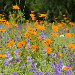 Garden Ideas, Border ideas, herbaceous borders, Annual Sage 'Blue Monday' , Salvia Viridis 'Blue Monday' , Annual Clary 'Blue Monday',Cosmos Sulphureus 'Bright Lights', Yellow cosmos Bright Lights, Orange Cosmos Bright Lights, Sulphur Cosmos Bright Lights