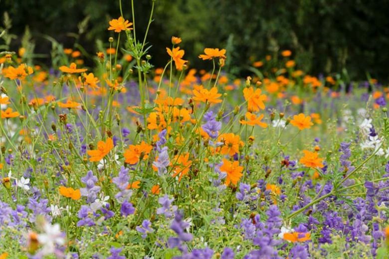 Garden Ideas, Border ideas, herbaceous borders, Annual Sage 'Blue Monday' , Salvia Viridis 'Blue Monday' , Annual Clary 'Blue Monday',Cosmos Sulphureus 'Bright Lights', Yellow cosmos Bright Lights, Orange Cosmos Bright Lights, Sulphur Cosmos Bright Lights