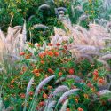 Garden Ideas, Border ideas, Perennial Planting, Perennial combination, Summer Border, Pennisetum Setaceum Rubrum, Lantana, Purple Fountain Grass, Lantana camara, deer resistant border, drought tolerant garden