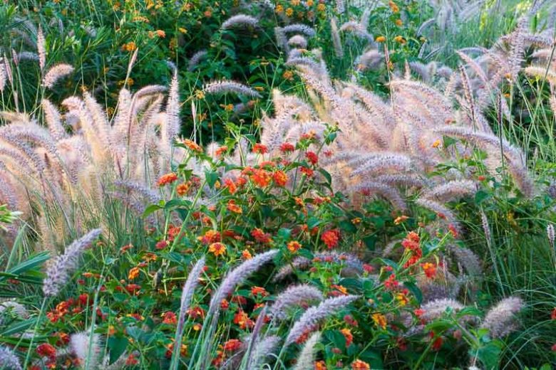 Garden Ideas, Border ideas, Perennial Planting, Perennial combination, Summer Border, Pennisetum Setaceum Rubrum, Lantana, Purple Fountain Grass, Lantana camara, deer resistant border, drought tolerant garden