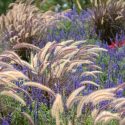 Garden Ideas, Border ideas, Perennial Planting, Perennial combination, Summer Border, Pennisetum Setaceum Rubrum, Salvia farinacea, Purple Fountain Grass,Mealy Cup Sage