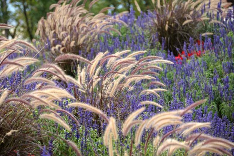Garden Ideas, Border ideas, Perennial Planting, Perennial combination, Summer Border, Pennisetum Setaceum Rubrum, Salvia farinacea, Purple Fountain Grass,Mealy Cup Sage