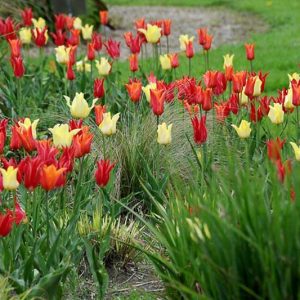 Spring Combination Ideas, Bulb Combinations, Plant Combinations, Flowerbeds Ideas, Spring Borders, Tulip West Point, Tulip Ballerina, Tulip Aladdin,Tulipa West Point, Tulipa Ballerina, Tulipa Aladdin,Tulipe West Point, Tulipe Ballerina, Tulipe Aladdin