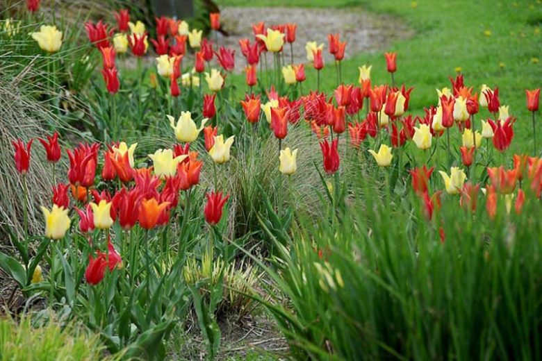 Spring Combination Ideas, Bulb Combinations, Plant Combinations, Flowerbeds Ideas, Spring Borders, Tulip West Point, Tulip Ballerina, Tulip Aladdin,Tulipa West Point, Tulipa Ballerina, Tulipa Aladdin,Tulipe West Point, Tulipe Ballerina, Tulipe Aladdin