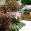 Garden Ideas, Landscaping Ideas, Coastal plant, Seaside plant, drought tolerant plant, Debora Carl Landscape, Kangaroo paws, Leucadendron, Blue Fescue,Dwarf Fountain Grass, Pennisetum Setaceum, Phormium, New Zealand Flax