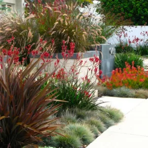 Garden Ideas, Landscaping Ideas, Coastal plant, Seaside plant, drought tolerant plant, Debora Carl Landscape, Kangaroo paws, Leucadendron, Blue Fescue,Dwarf Fountain Grass, Pennisetum Setaceum, Phormium, New Zealand Flax