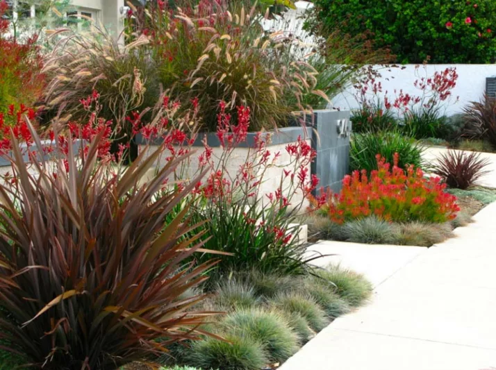 Garden Ideas, Landscaping Ideas, Coastal plant, Seaside plant, drought tolerant plant, Debora Carl Landscape, Kangaroo paws, Leucadendron, Blue Fescue,Dwarf Fountain Grass, Pennisetum Setaceum, Phormium, New Zealand Flax