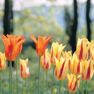 Spring Combination Ideas, Bulb Combinations, Plant Combinations, Flowerbeds Ideas, Spring Borders,Tulip Mona Lisa, Tulip Ballerina, Lily Flowered tulips,Lily Flowering tulips,Tulipa Mona Lisa, Tulipa Ballerina,Tulipe Mona Lisa, Tulipe Ballerina