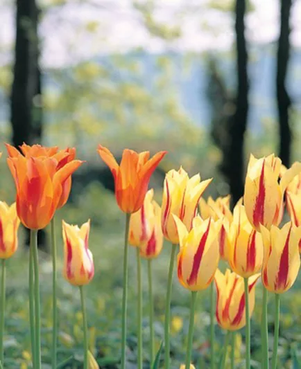 Spring Combination Ideas, Bulb Combinations, Plant Combinations, Flowerbeds Ideas, Spring Borders,Tulip Mona Lisa, Tulip Ballerina, Lily Flowered tulips,Lily Flowering tulips,Tulipa Mona Lisa, Tulipa Ballerina,Tulipe Mona Lisa, Tulipe Ballerina